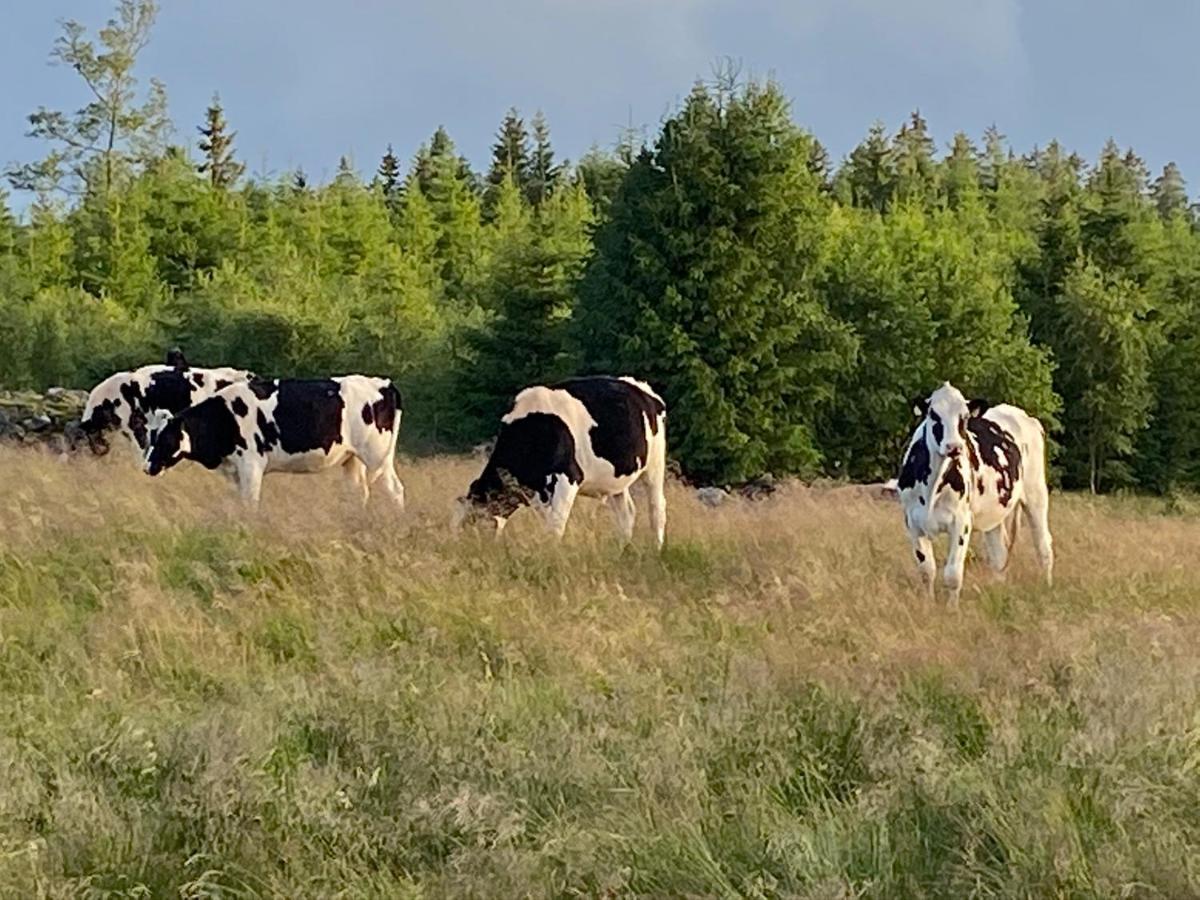 Skog Fegen Naera Ullared Villa Luaran gambar