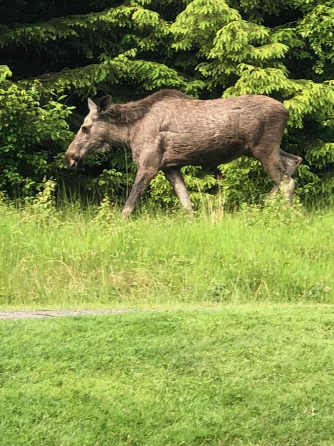 Skog Fegen Naera Ullared Villa Luaran gambar